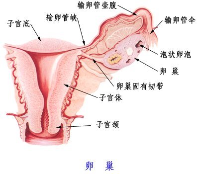 卵巢老1岁,女人老10岁